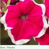 Sakata Seeds Imported Flower Seeds Petunia Single Gf. Hulahoop Rose Flower Seeds 1 Sakata Seeds Imported Flower Seeds Petunia Single Gf. Hulahoop Rose Flower Seeds