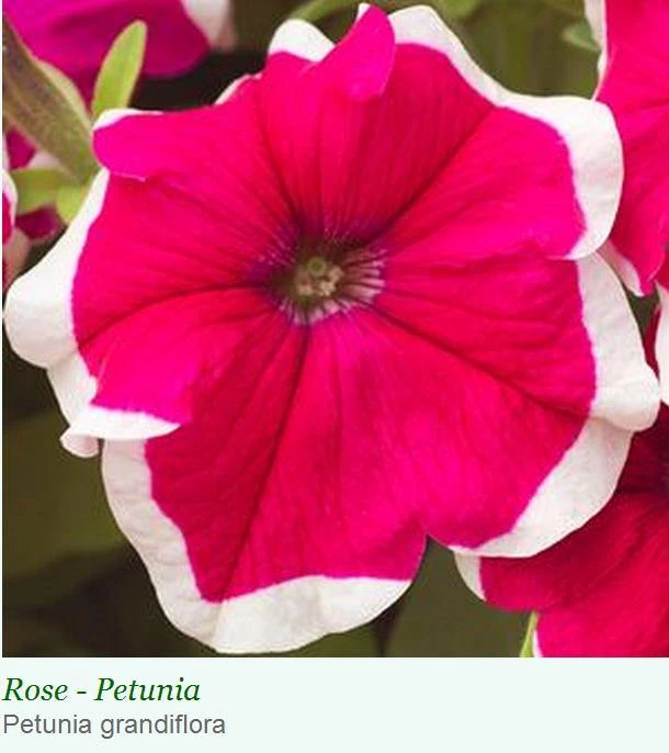 Sakata Seeds Imported Flower Seeds Petunia Single Gf. Hulahoop Rose Flower Seeds 3 Sakata Seeds Imported Flower Seeds Petunia Single Gf. Hulahoop Rose Flower Seeds