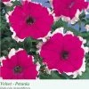 Sakata Seeds Petunia Single Gf. Hulahoop Velvet Flower Seeds Imported Flower Seeds