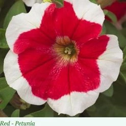 Sakata Seeds Imported Flower Seeds Petunia Single Gf. Hulahoop Red Flower Seeds