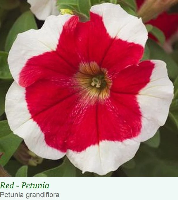 Sakata Seeds Imported Flower Seeds Petunia Single Gf. Hulahoop Red Flower Seeds 3 Sakata Seeds Imported Flower Seeds Petunia Single Gf. Hulahoop Red Flower Seeds