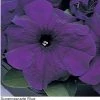 Pan American Seeds Petunia Single Gf. Supercascade Blue Flower Seeds Imported Flower Seeds