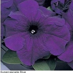Pan American Seeds Petunia Single Gf. Supercascade Blue Flower Seeds Imported Flower Seeds