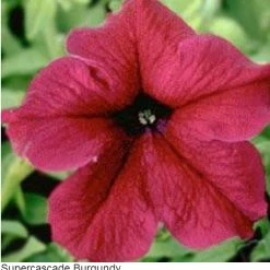 Pan American Seeds Petunia Single Gf. Supercascade Burgundy Flower Seeds