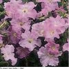 Pan American Seeds Petunia Single Gf. Supercascade Lilac Flower Seeds 2 Pan American Seeds Petunia Single Gf. Supercascade Lilac Flower Seeds