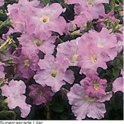 Pan American Seeds Petunia Single Gf. Supercascade Lilac Flower Seeds