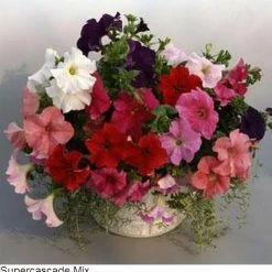 Pan American Seeds Imported Flower Seeds Petunia Single Gf. Supercascade Mix Flower Seeds