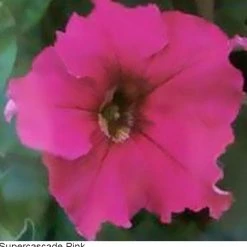 Pan American Seeds Petunia Single Gf. Supercascade Pink Flower Seeds Imported Flower Seeds