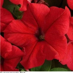 Pan American Seeds Petunia Single Gf. Supercascade Red Flower Seeds Imported Flower Seeds