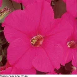 Pan American Seeds Petunia Single Gf. Supercascade Rose Flower Seeds