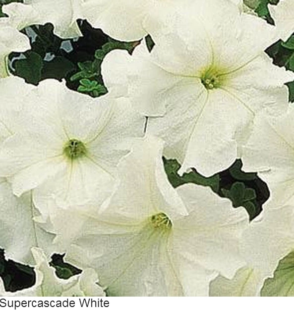 Pan American Seeds Imported Flower Seeds Petunia Single Gf. Supercascade White Flower Seeds 3 Pan American Seeds Imported Flower Seeds Petunia Single Gf. Supercascade White Flower Seeds