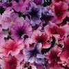 CGASPL Petunia Single Gf. Daddy Mix Flower Seeds Imported Flower Seeds 2 CGASPL Petunia Single Gf. Daddy Mix Flower Seeds Imported Flower Seeds