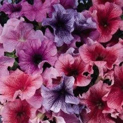 CGASPL Petunia Single Gf. Daddy Mix Flower Seeds Imported Flower Seeds