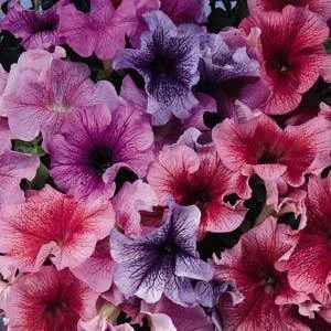 CGASPL Petunia Single Gf. Daddy Mix Flower Seeds Imported Flower Seeds 3 CGASPL Petunia Single Gf. Daddy Mix Flower Seeds Imported Flower Seeds