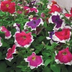 Sakata Seeds Petunia Single Gf. Hulahoop Mix Flower Seeds Imported Flower Seeds