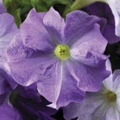 CGASPL Petunia Single Gf. Tritunia Sky Blue Flower Seeds Imported Flower Seeds