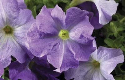 CGASPL Petunia Single Gf. Tritunia Sky Blue Flower Seeds Imported Flower Seeds 3 CGASPL Petunia Single Gf. Tritunia Sky Blue Flower Seeds Imported Flower Seeds