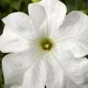 CGASPL Petunia Single Gf. Tritunia White Flower Seeds Imported Flower Seeds