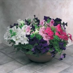 Sakata Seeds Petunia Single Gf. Eagle Mix Flower Seeds