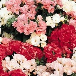 Pan American Seeds Phlox Promise Formula Mix Flower Seeds Imported Flower Seeds