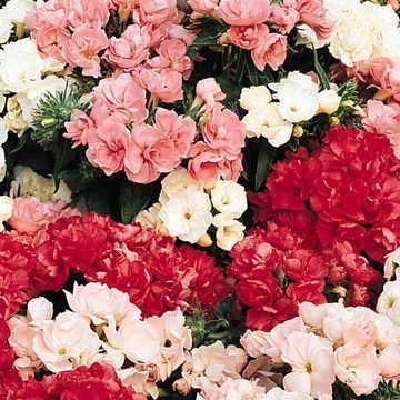 Pan American Seeds Phlox Promise Formula Mix Flower Seeds Imported Flower Seeds 3 Pan American Seeds Phlox Promise Formula Mix Flower Seeds Imported Flower Seeds