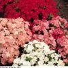 Pan American Seeds Phlox Ethnie Mix Flower Seeds 2 Pan American Seeds Phlox Ethnie Mix Flower Seeds
