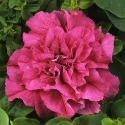 CGASPL Petunia Double Gf. Cascade Pink Flower Seeds Imported Flower Seeds