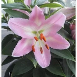 CGASPL Lilium Oriental Ballamponte Pink Flower Bulbs (Pack Of 10)