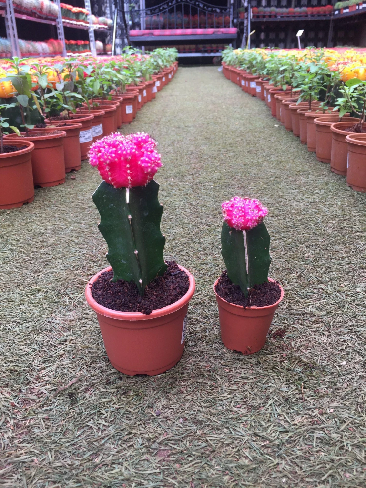 CGASPL Plants Pink Moon Cactus | Gymnocalycium Mihanovichii Var.Friedrichii (Small) 11 CGASPL Plants Pink Moon Cactus | Gymnocalycium Mihanovichii Var.Friedrichii (Small)