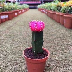 CGASPL Plants Pink Moon Cactus | Gymnocalycium Mihanovichii Var.Friedrichii (Small) 16 CGASPL Plants Pink Moon Cactus | Gymnocalycium Mihanovichii Var.Friedrichii (Small)