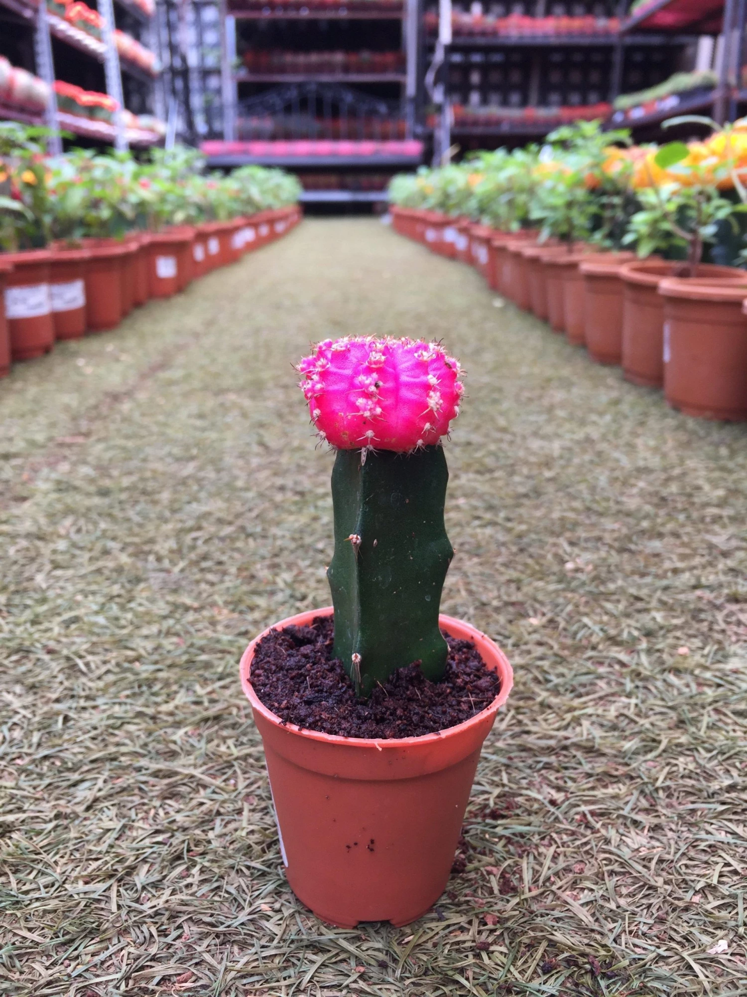 CGASPL Plants Pink Moon Cactus | Gymnocalycium Mihanovichii Var.Friedrichii (Small) 7 CGASPL Plants Pink Moon Cactus | Gymnocalycium Mihanovichii Var.Friedrichii (Small)