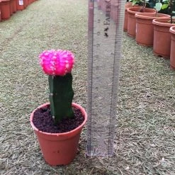 CGASPL Plants Pink Moon Cactus | Gymnocalycium Mihanovichii Var.Friedrichii (Small) 19 CGASPL Plants Pink Moon Cactus | Gymnocalycium Mihanovichii Var.Friedrichii (Small)