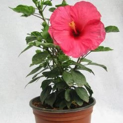 CGASPL Hibiscus Pink Color Flowering Plant (Jaswand)