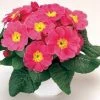 CGASPL Primula Acaulis Danova Pink Improved Flower Seeds