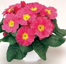 CGASPL Primula Acaulis Danova Pink Improved Flower Seeds