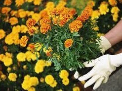 CGASPL Pot-Planters Seedling Tray Round 104 Cells (Reusable) (Pack Of 12)