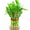 CGASPL 2 Layer Lucky Bamboo Lucky Bamboos