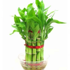 CGASPL 2 Layer Lucky Bamboo Lucky Bamboos