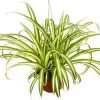 CGASPL Spider Plant (Chlorophytum Comosum)