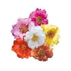 Benary Portulaca Sundial Mix Flower Seeds Imported Flower Seeds