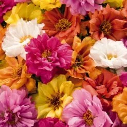 Benary Portulaca Sundial Mix Flower Seeds Imported Flower Seeds