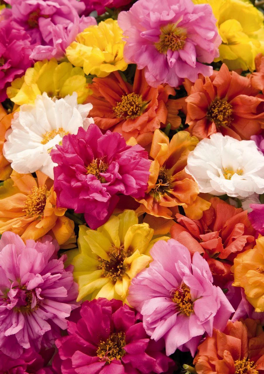 Benary Portulaca Sundial Mix Flower Seeds Imported Flower Seeds 3 Benary Portulaca Sundial Mix Flower Seeds Imported Flower Seeds