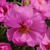 CGASPL Imported Flower Seeds Portulaca Happy Hour Rosita Flower Seeds