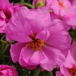 CGASPL Imported Flower Seeds Portulaca Happy Hour Rosita Flower Seeds