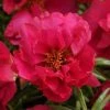 CGASPL Portulaca Happy Hour Fuchsia Flower Seeds