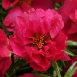 CGASPL Portulaca Happy Hour Fuchsia Flower Seeds
