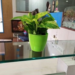 CGASPL Plants Air Purifier Varigated Money Plant (Pot Included) With 5 Gram Fertilizer Free - Easy To Grow Real Indoor Plant For Home, Living Room, Kitchen, Office, Table 15 CGASPL Plants Air Purifier Varigated Money Plant (Pot Included) With 5 Gram Fertilizer Free - Easy To Grow Real Indoor Plant For Home, Living Room, Kitchen, Office, Table
