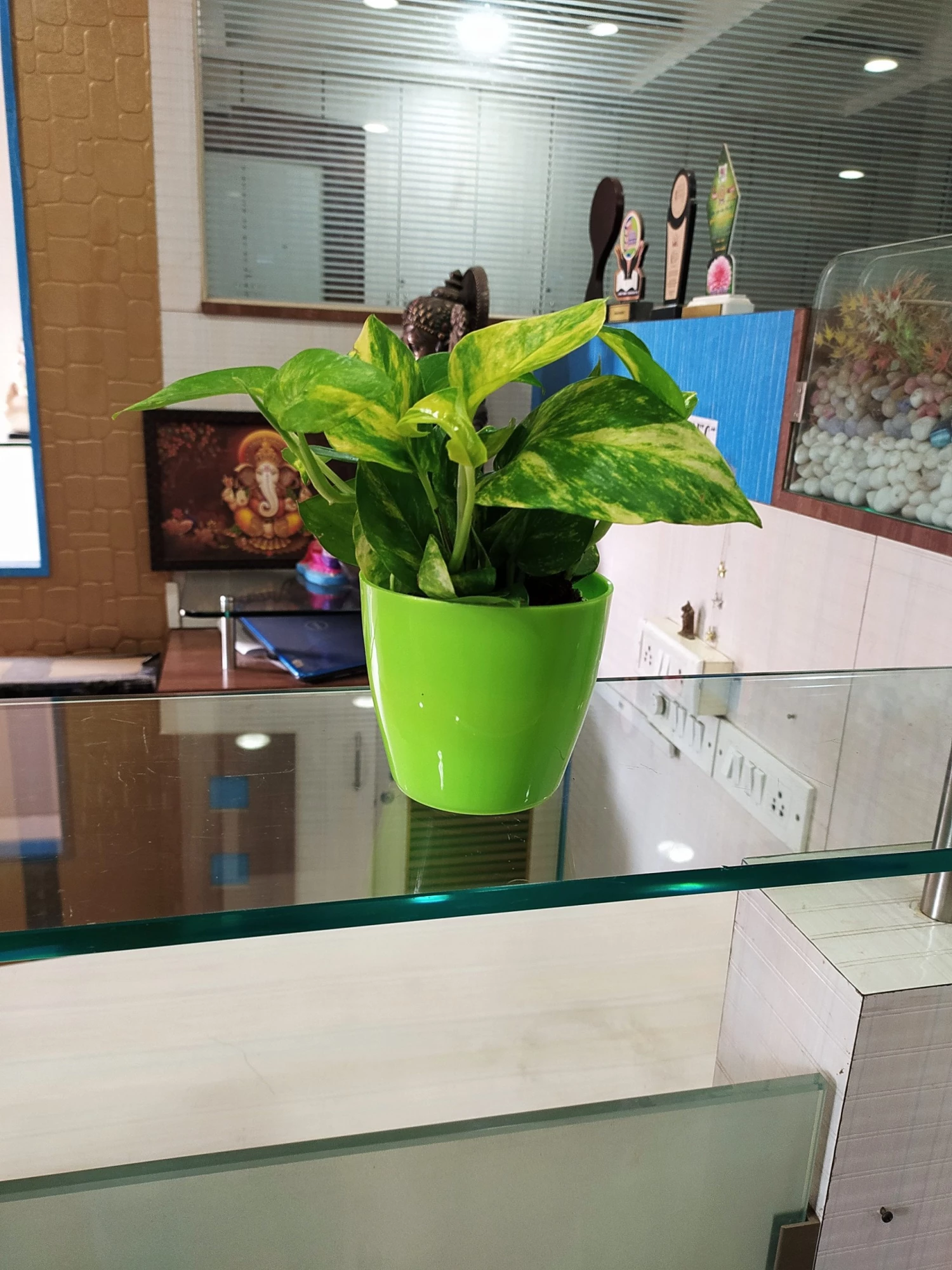 CGASPL Plants Air Purifier Varigated Money Plant (Pot Included) With 5 Gram Fertilizer Free - Easy To Grow Real Indoor Plant For Home, Living Room, Kitchen, Office, Table 8 CGASPL Plants Air Purifier Varigated Money Plant (Pot Included) With 5 Gram Fertilizer Free - Easy To Grow Real Indoor Plant For Home, Living Room, Kitchen, Office, Table