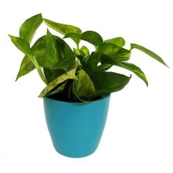 CGASPL Plants Air Purifier Varigated Money Plant (Pot Included) With 5 Gram Fertilizer Free - Easy To Grow Real Indoor Plant For Home, Living Room, Kitchen, Office, Table 12 CGASPL Plants Air Purifier Varigated Money Plant (Pot Included) With 5 Gram Fertilizer Free - Easy To Grow Real Indoor Plant For Home, Living Room, Kitchen, Office, Table