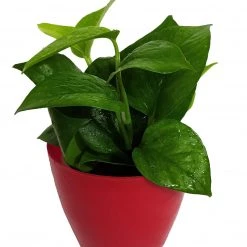CGASPL Air Purifying Money Plant Green For Home And Indoors (Pot Included) With 5 Gram Fertilizer Plants
